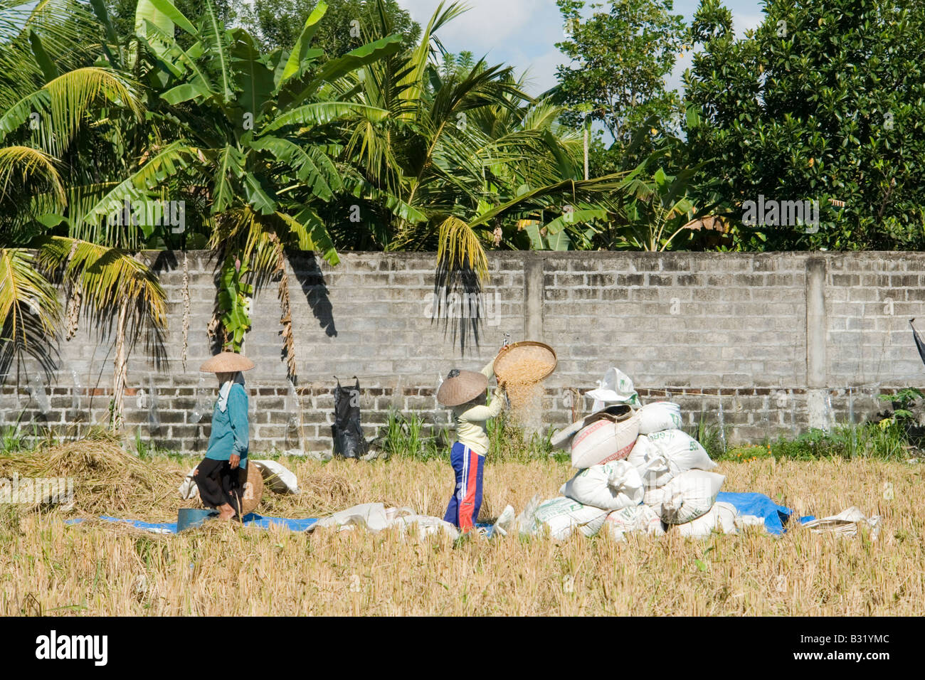 Dopo il risone raccolto di un campo di riso Small Parcel, in Batubulan (Bali - Indonesia). Après la récolte d'une parcelle de rizièr Foto Stock