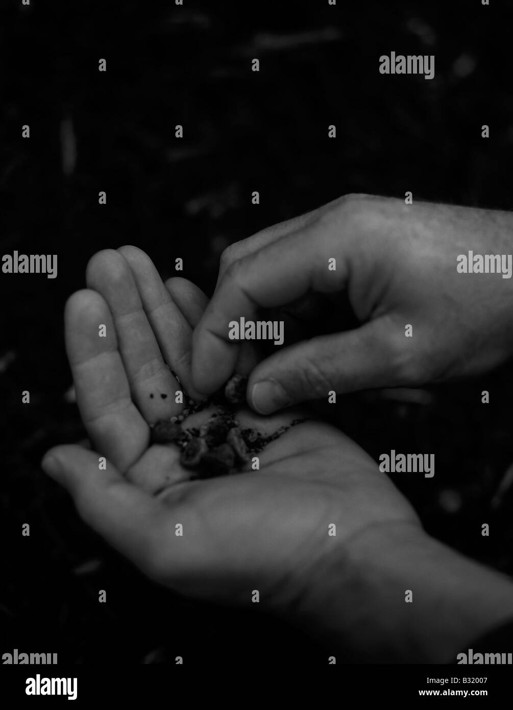 Grande maschio mani delicata delle sementi su suolo nudo pronti per la semina Foto Stock