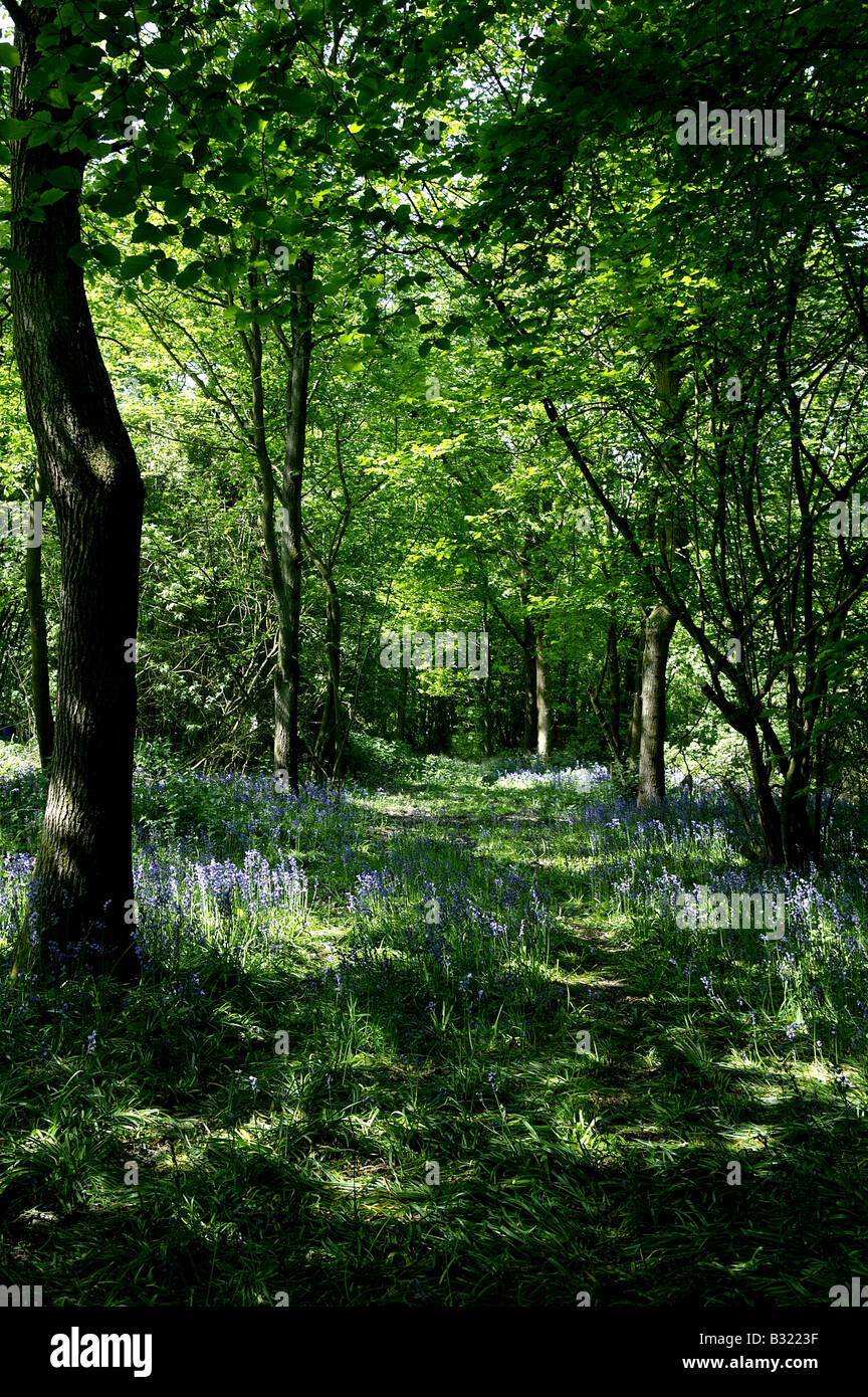 Essex Woodland in maggio a inizio estate con abbondanza di bluebelles o Bluebells crescente sul pavimento del bosco in un formato verticale Foto Stock