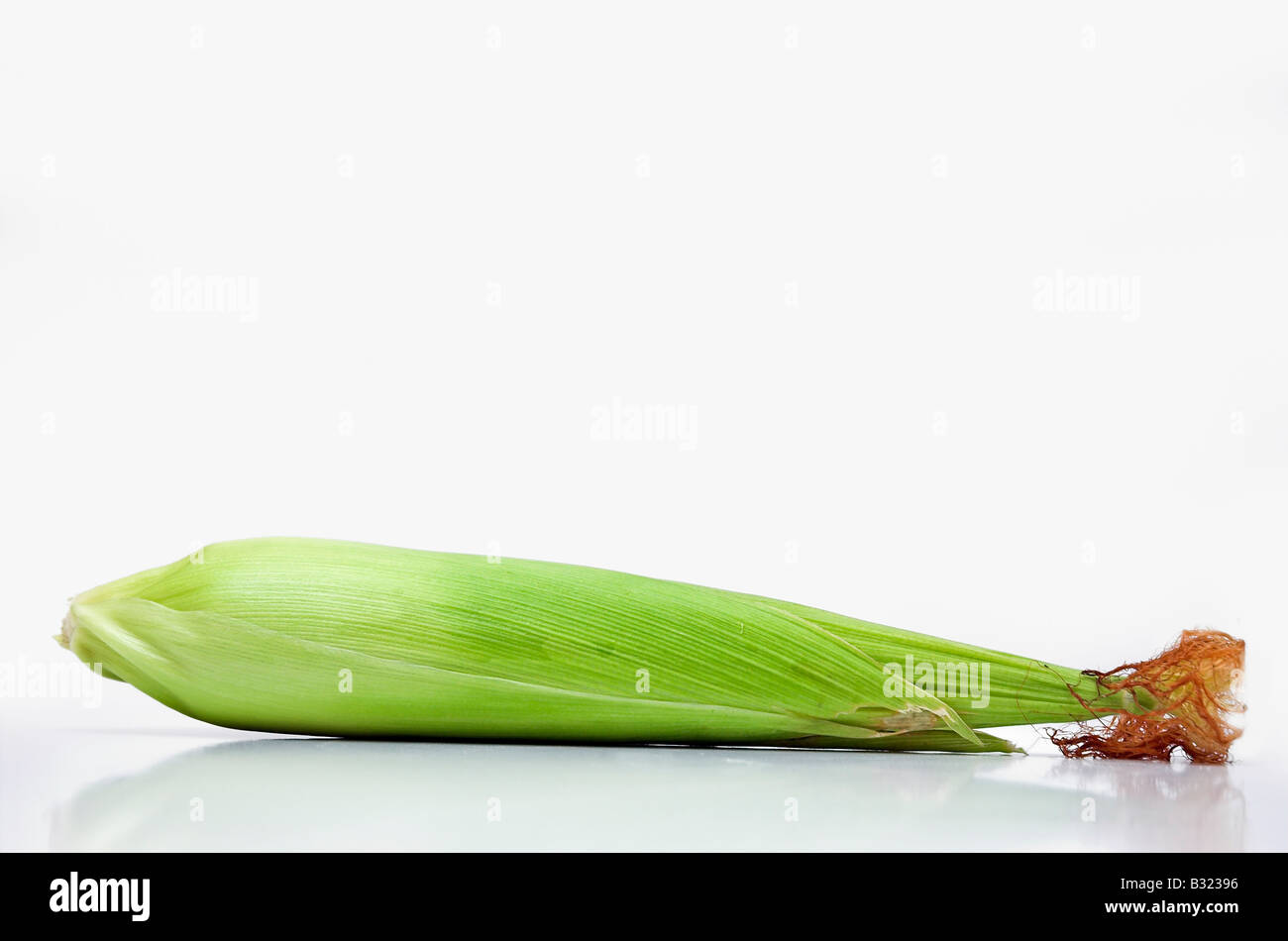 Spiga del granoturco sfondo bianco Foto Stock