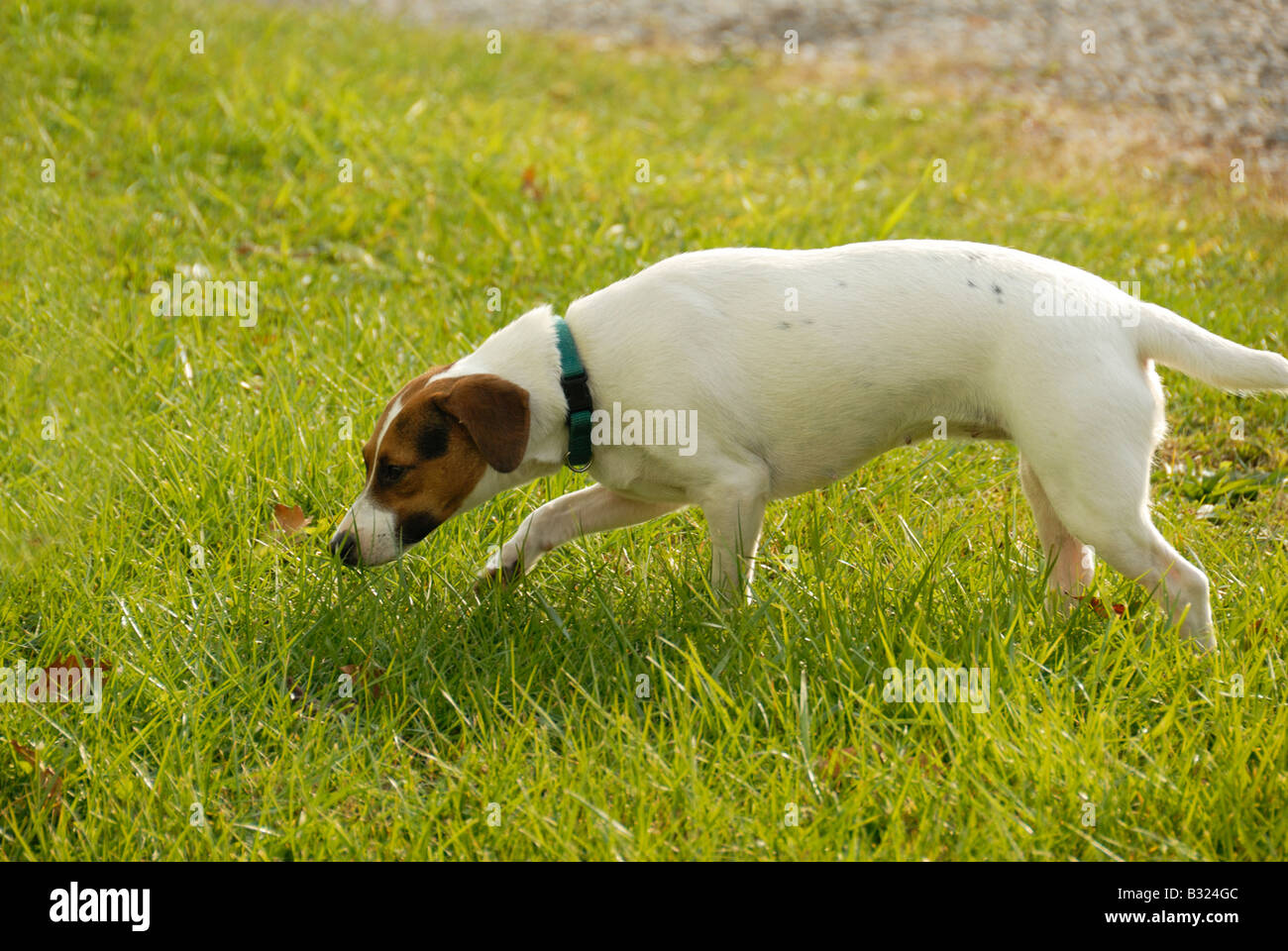 Jack Russel Terrier cane Foto Stock