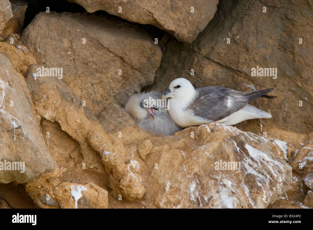 Fulmaris glacialis fulmar con i giovani Foto Stock