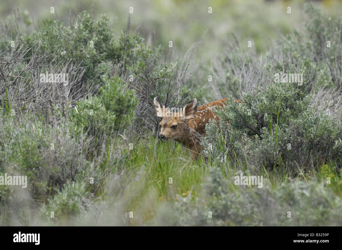 Un neonato Mule Deer Fawn cautamente passeggiate attraverso un prato di Yellowstone Foto Stock