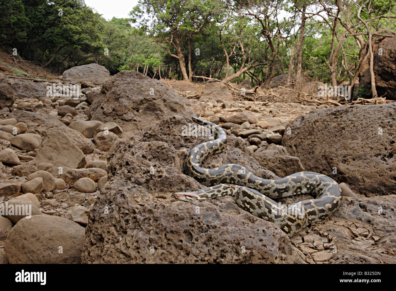 INDIAN ROCK Python. Python molurus molurus, non velenose. rare. Chiamato 'Ajgar' in Hindi. Foto Stock