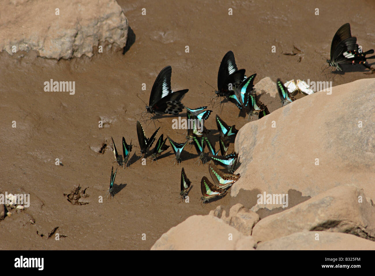Comune di Jay (Graphium doson) nero, Papilionidae tropicale a coda di rondine a farfalla blu pallido semi-trasparente ala centrale bande Foto Stock