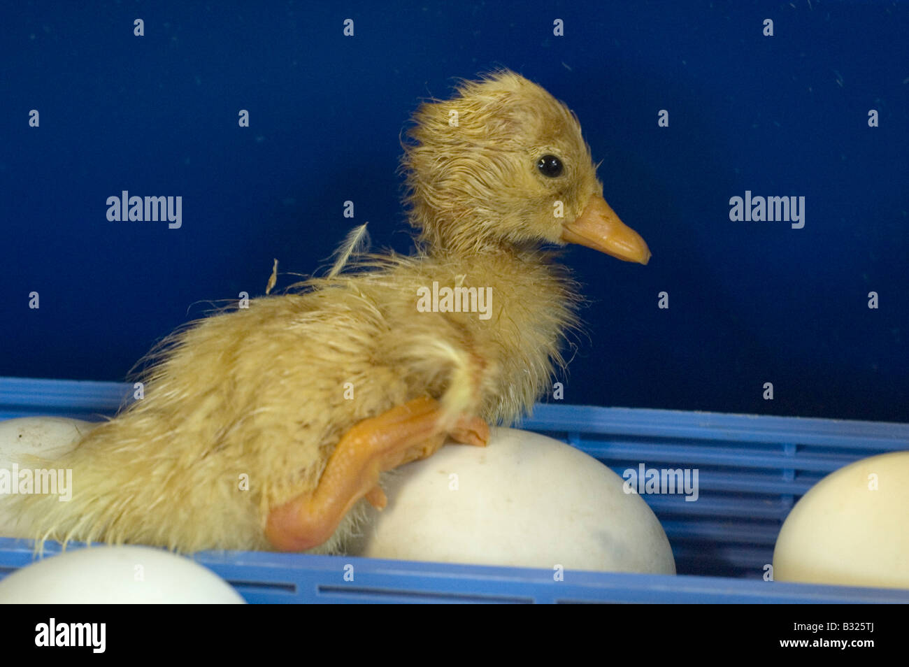 Una nuova schiuse aylesbury duck in un incubatore Foto Stock