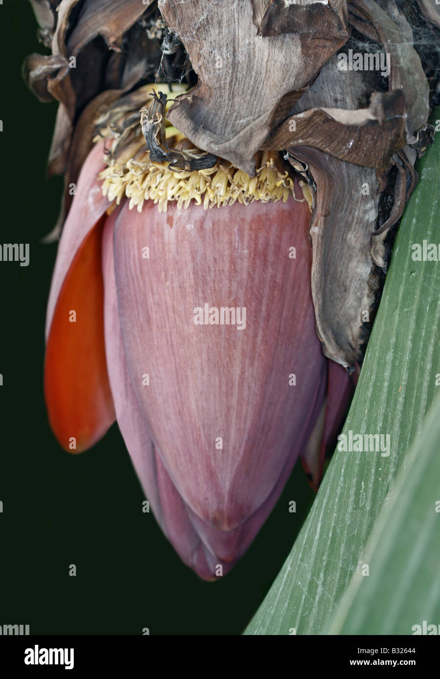 Fiore della banana Foto Stock