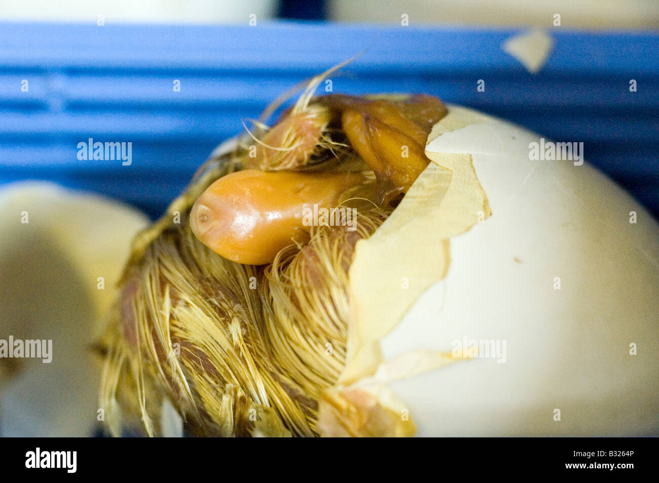 Un aylesbury anatra cova delle uova in un incubatore Foto Stock