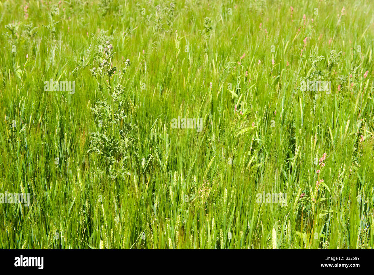 Cardi e delle erbe infestanti in colture di frumento Warwickshire Foto Stock