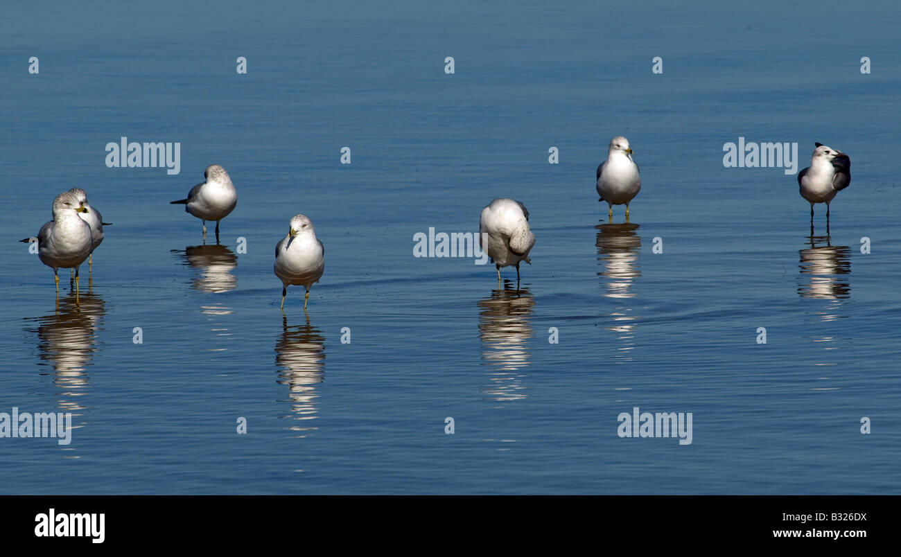Ridere i gabbiani su Indian River Lagoon in Florida Foto Stock