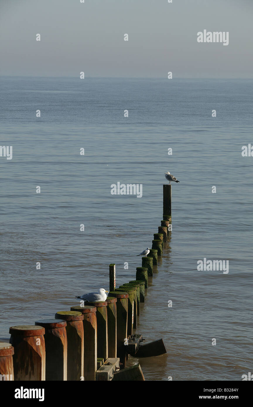 Costiera paesaggio eretta nel tardo pomeriggio con i gabbiani sullaparte superiore di appoggio dei montanti del groyne grandi aree per copyspace. Foto Stock