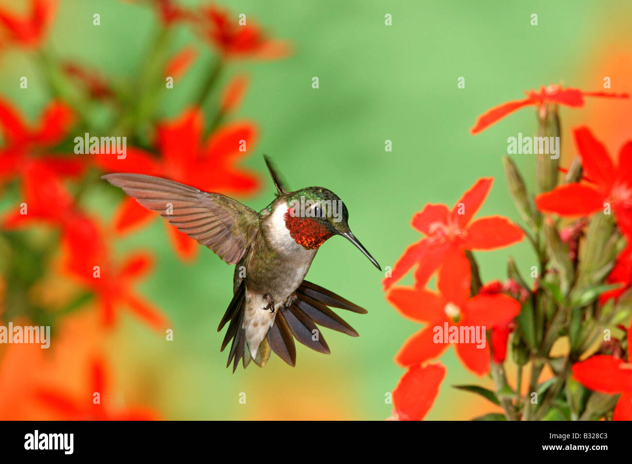 Ruby throated Hummingbird in cerca di nettare da in Royal Catchfly Blossoms Foto Stock
