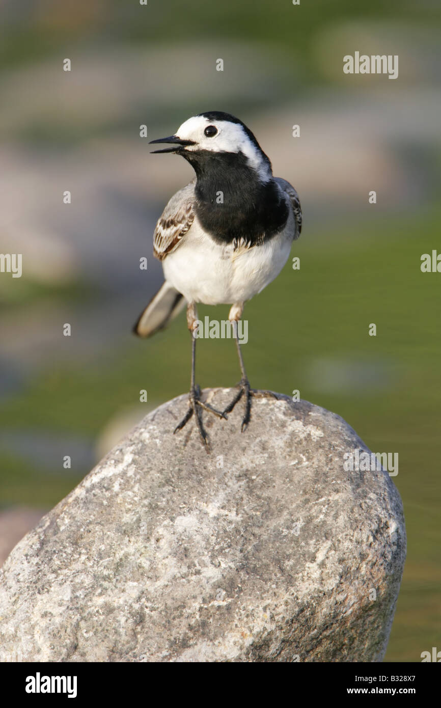 White Wagtail cantando su una roccia sull' isola Greca di Lesbo Foto Stock