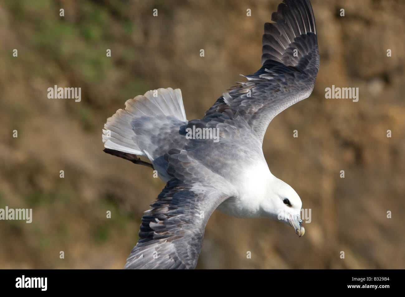 Close up di fulmar Fulmaris glacialis in volo Foto Stock