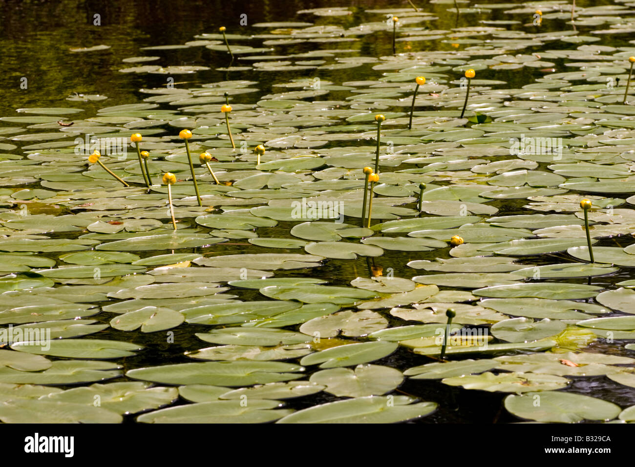 Foglie di un loto galleggiante sulla superficie di un Lago Onuma quasi national park, Hokkaido, Giappone Foto Stock