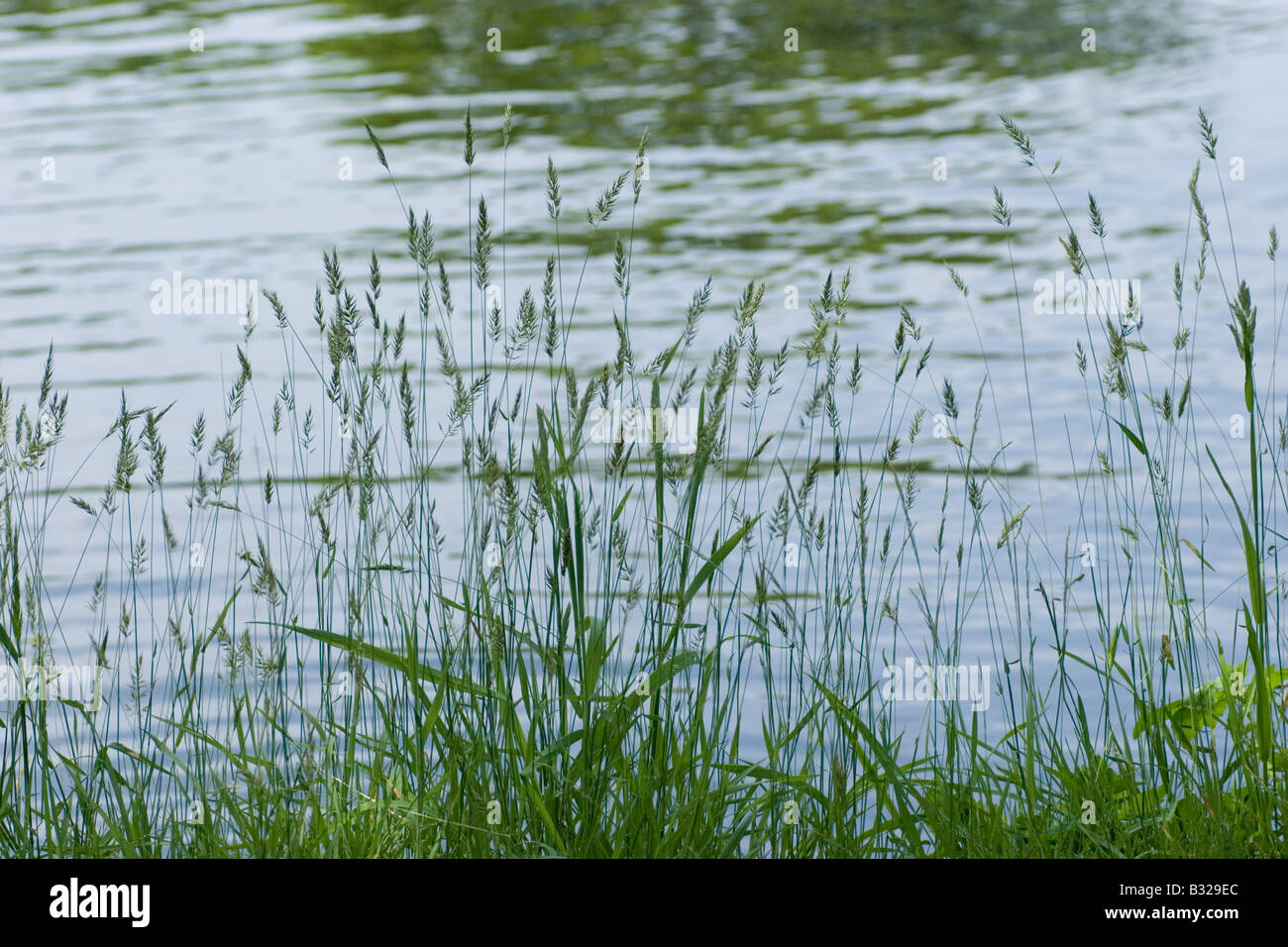 Le erbe sono sempre sulla riva del lago nella Onuma Quasi National Park, Hokkaido, Giappone. Foto Stock