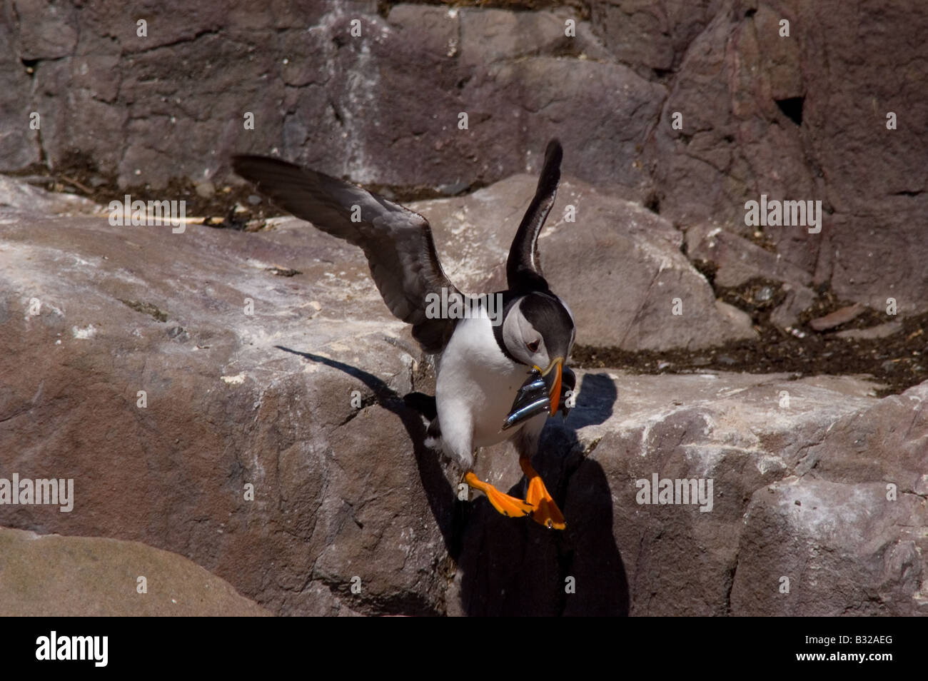 Puffini, Fratercula artica, con il cicerello hopping e saltando sulle rocce a farne Isles, Northumberland Foto Stock