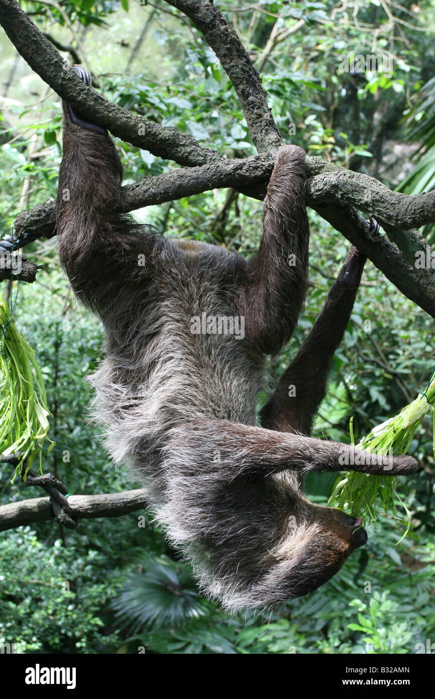 Bradipo mangiare capovolto Foto Stock