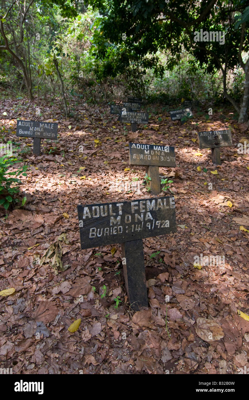Cimitero di scimmia in Fiema Boabeng Monkey Santuario Ghana Foto Stock