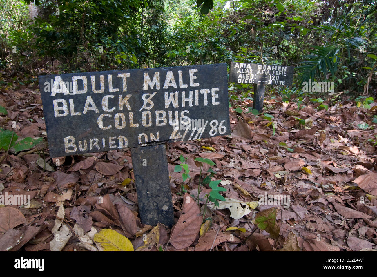 Cimitero di scimmia in Fiema Boabeng Monkey Santuario Ghana Foto Stock