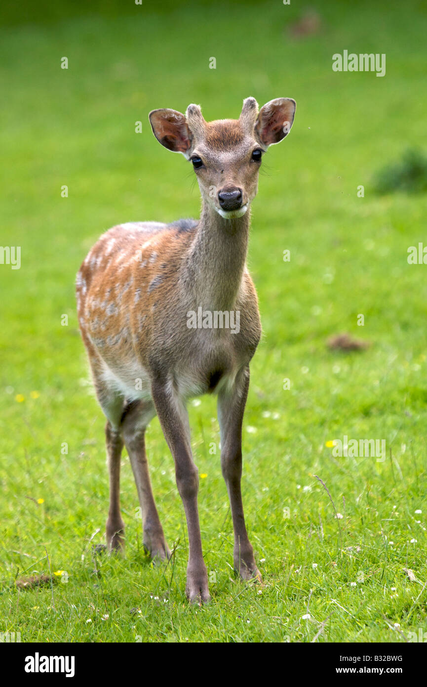 Un molto giovane cervo Foto Stock