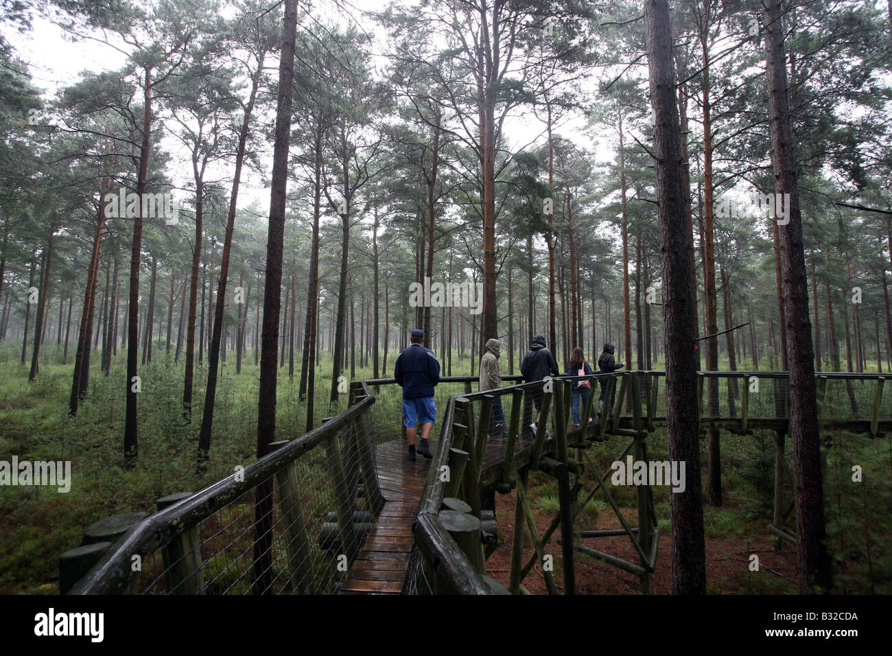 Pic mostra un percorso treetop Foto Stock