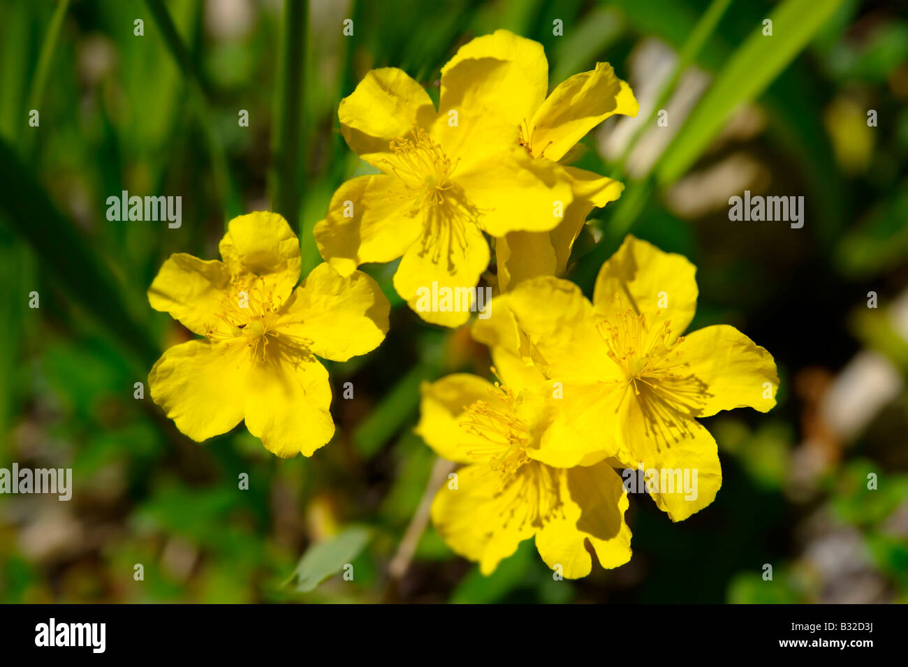 Wild prato alpino flower - Grindelwald in Svizzera Foto Stock