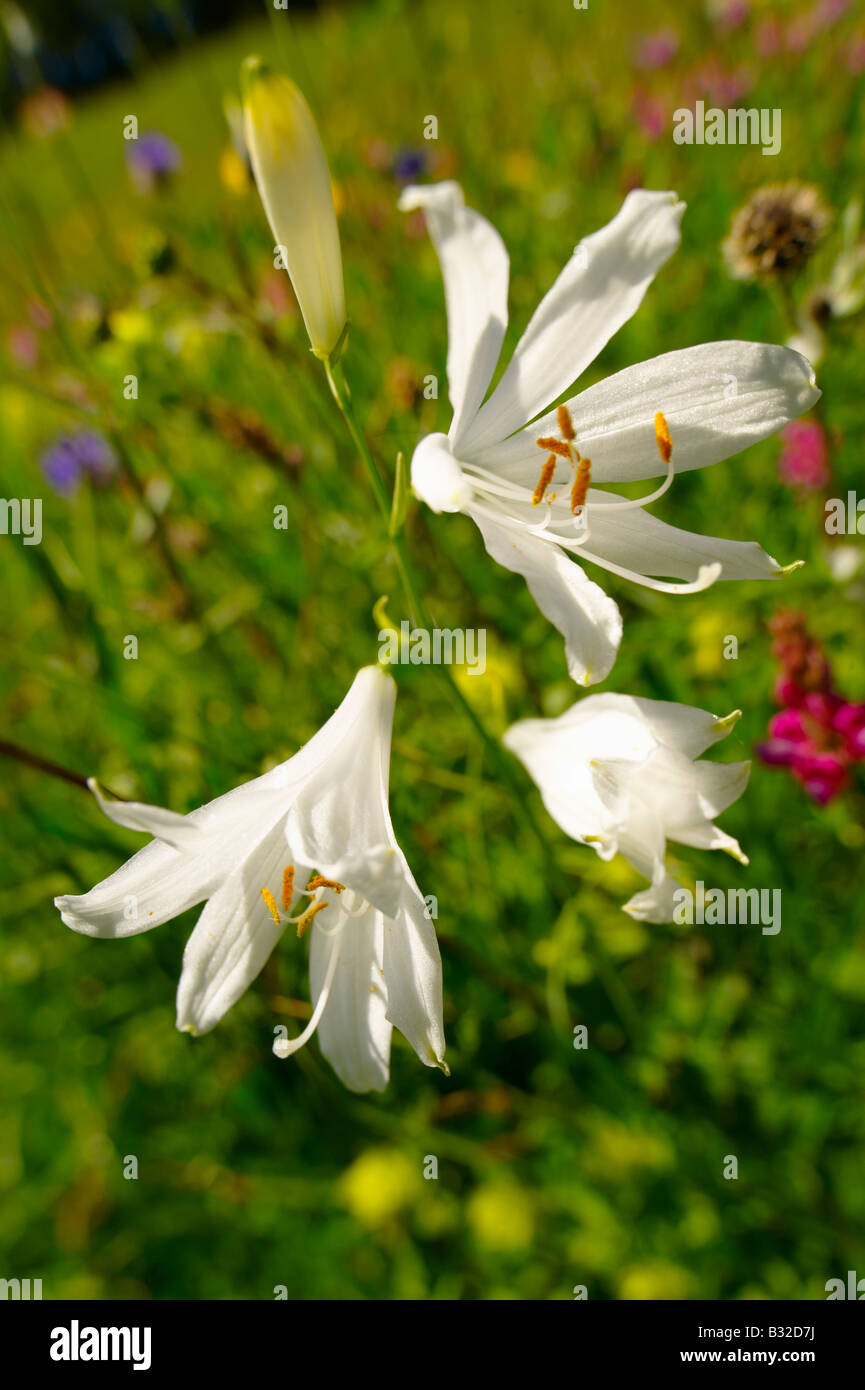 San Bruno di Lily ( Paradisaea lilliastrm ). Estate in montagna prato. Alpi bernesi svizzera. Foto Stock