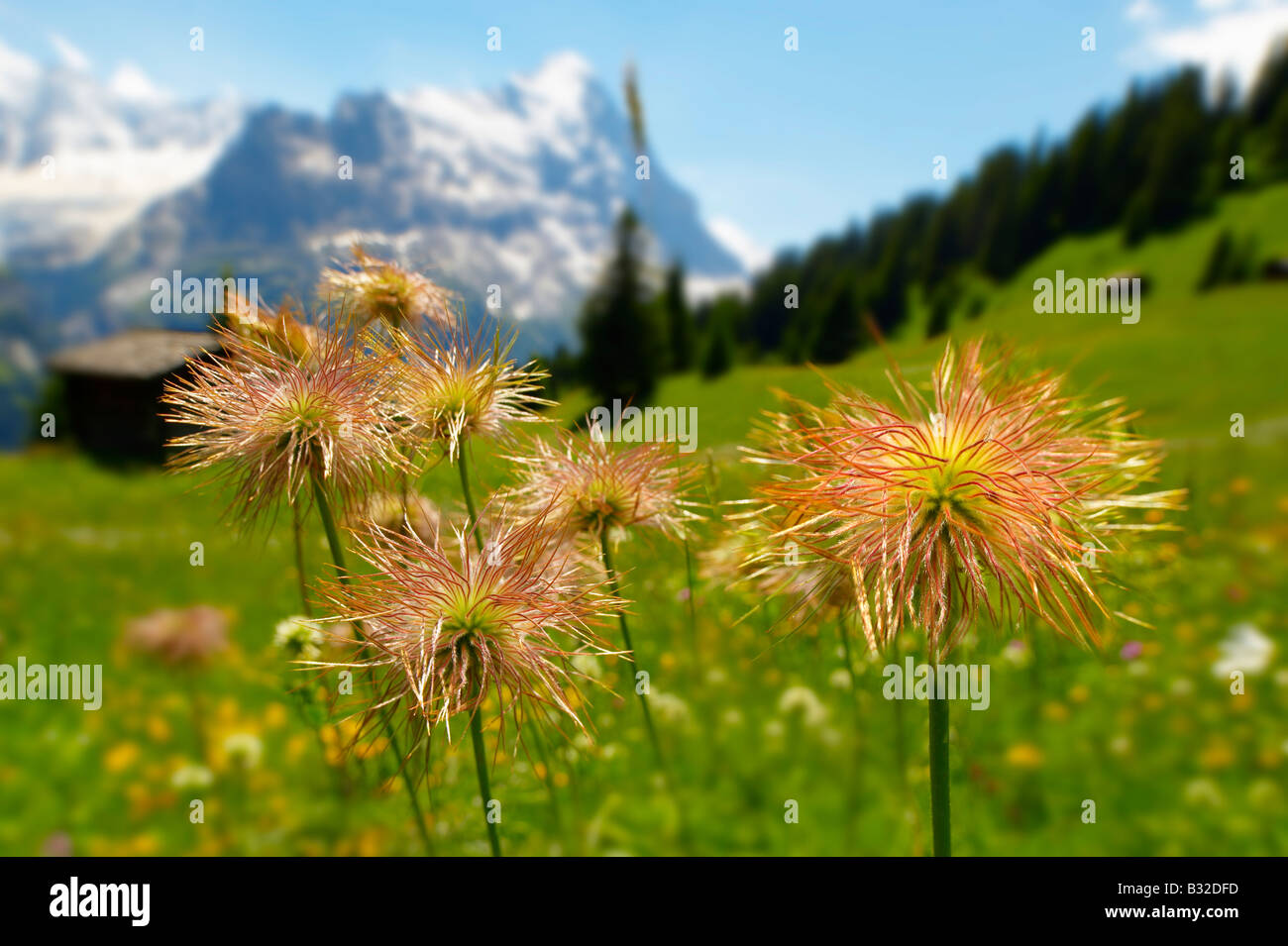 Alpine Avens teste di seme. Estate in montagna prato. Alpi bernesi. Foto Stock