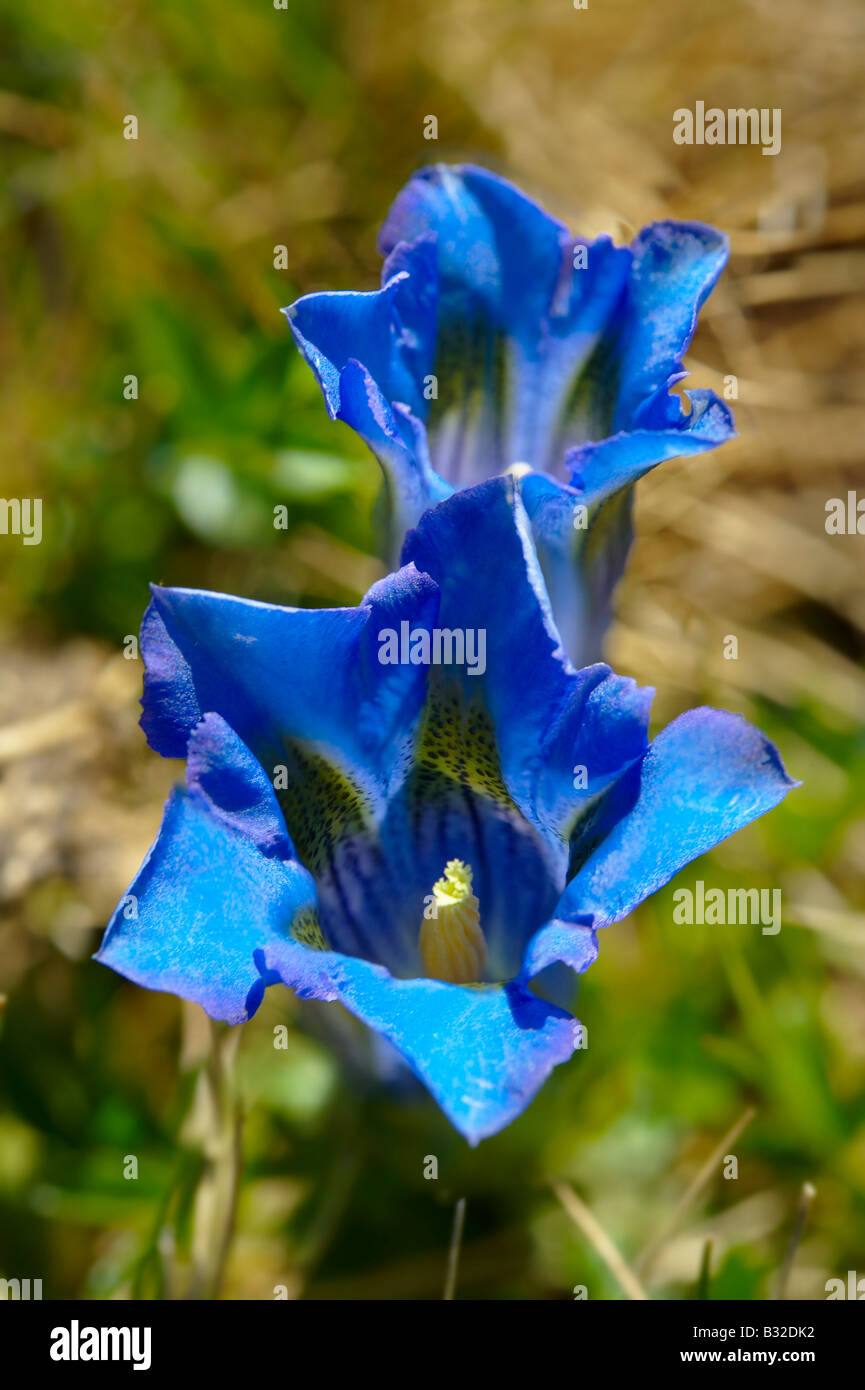 Rara Genziana Clusiuss ( Gentiana Cluisii ) . Alpi svizzere Svizzera Europa Foto Stock