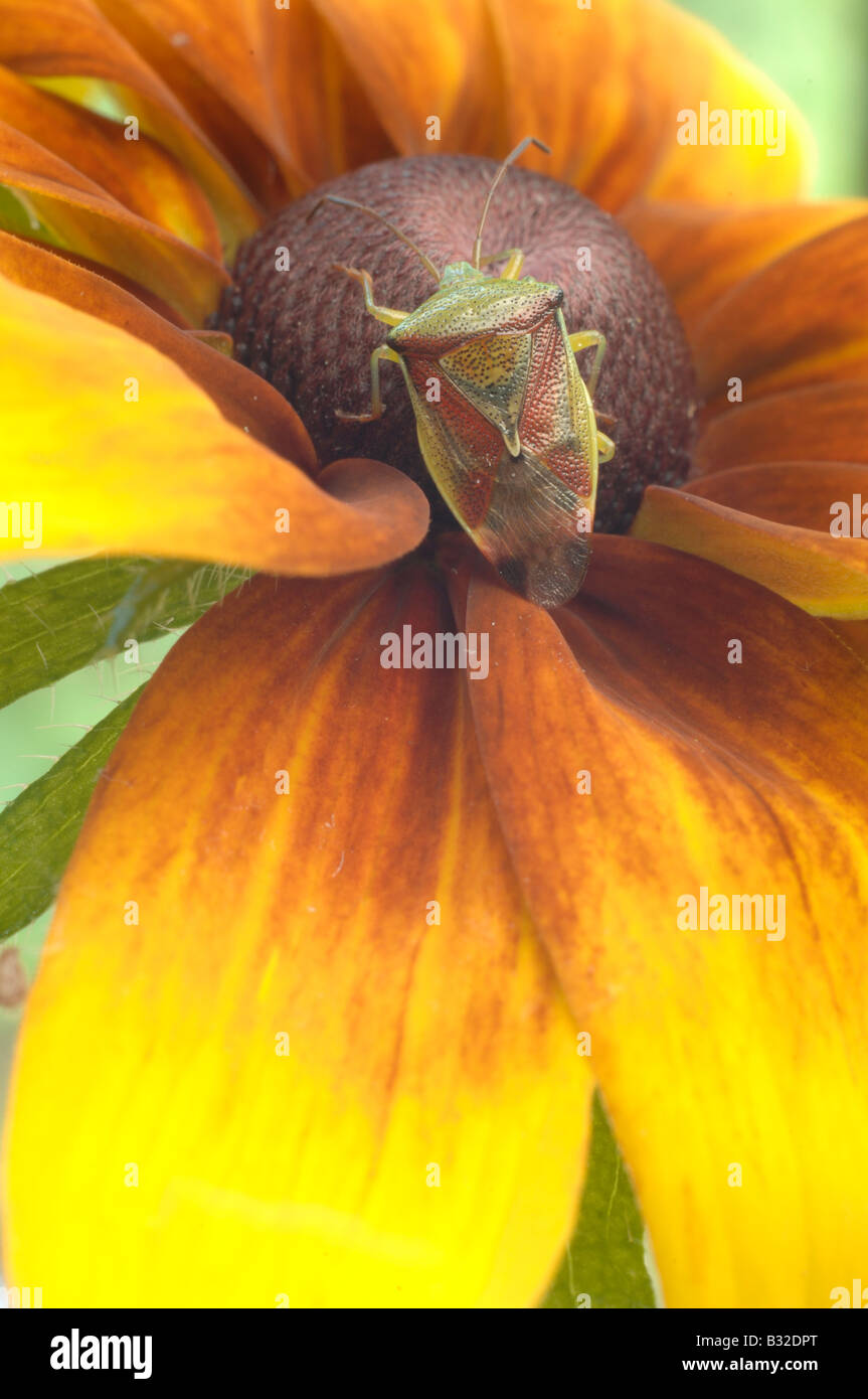Schermo verde bug su un fiore Rudbeckia Foto Stock