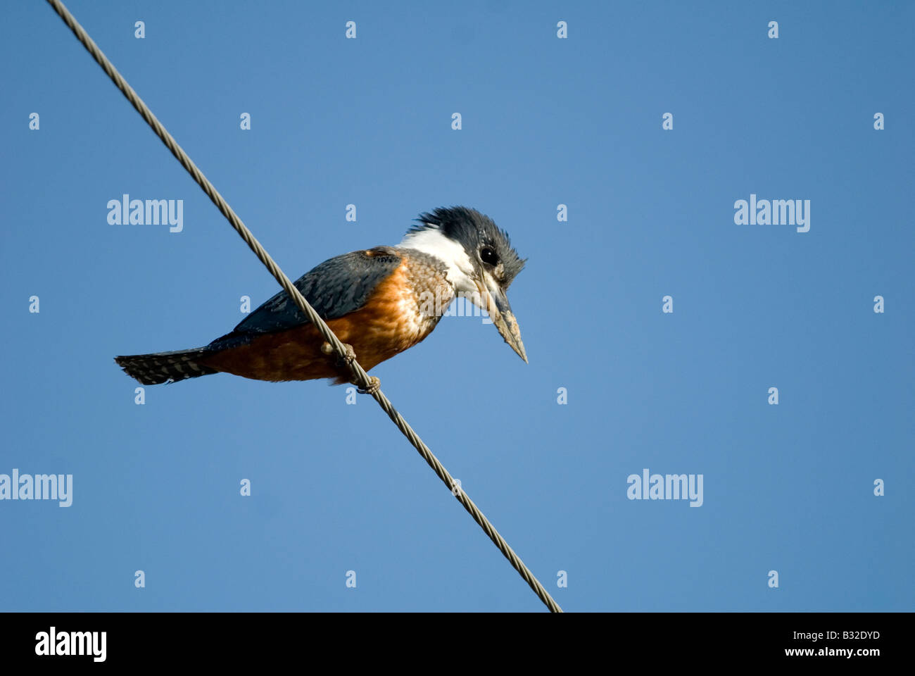 Maschio di inanellare kingfisher sul filo Foto Stock