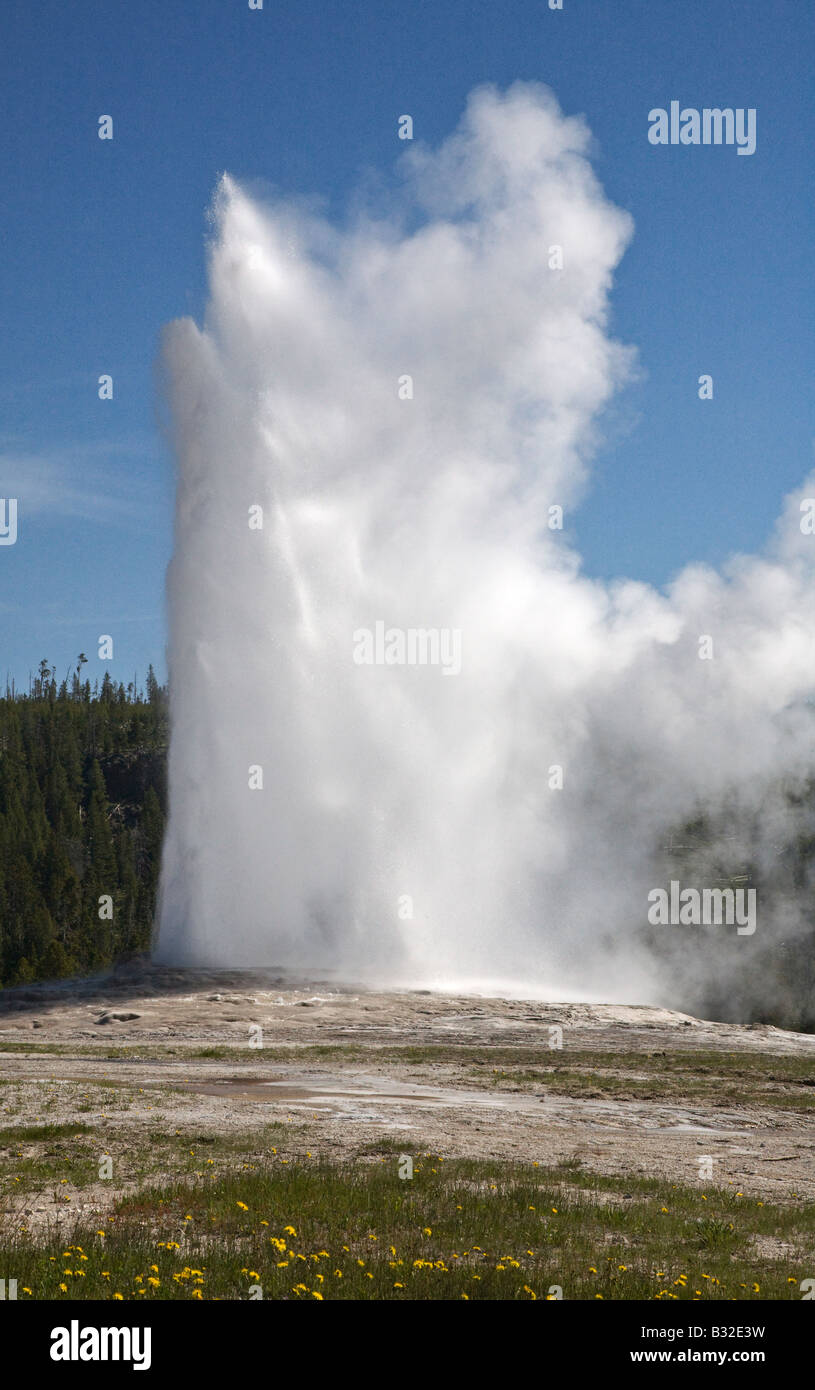 GEYSER Old Faithful erutta invio oraria 8 400 galloni di acqua bollente 184 piedi in aria il parco nazionale di Yellowstone Wyoming Foto Stock