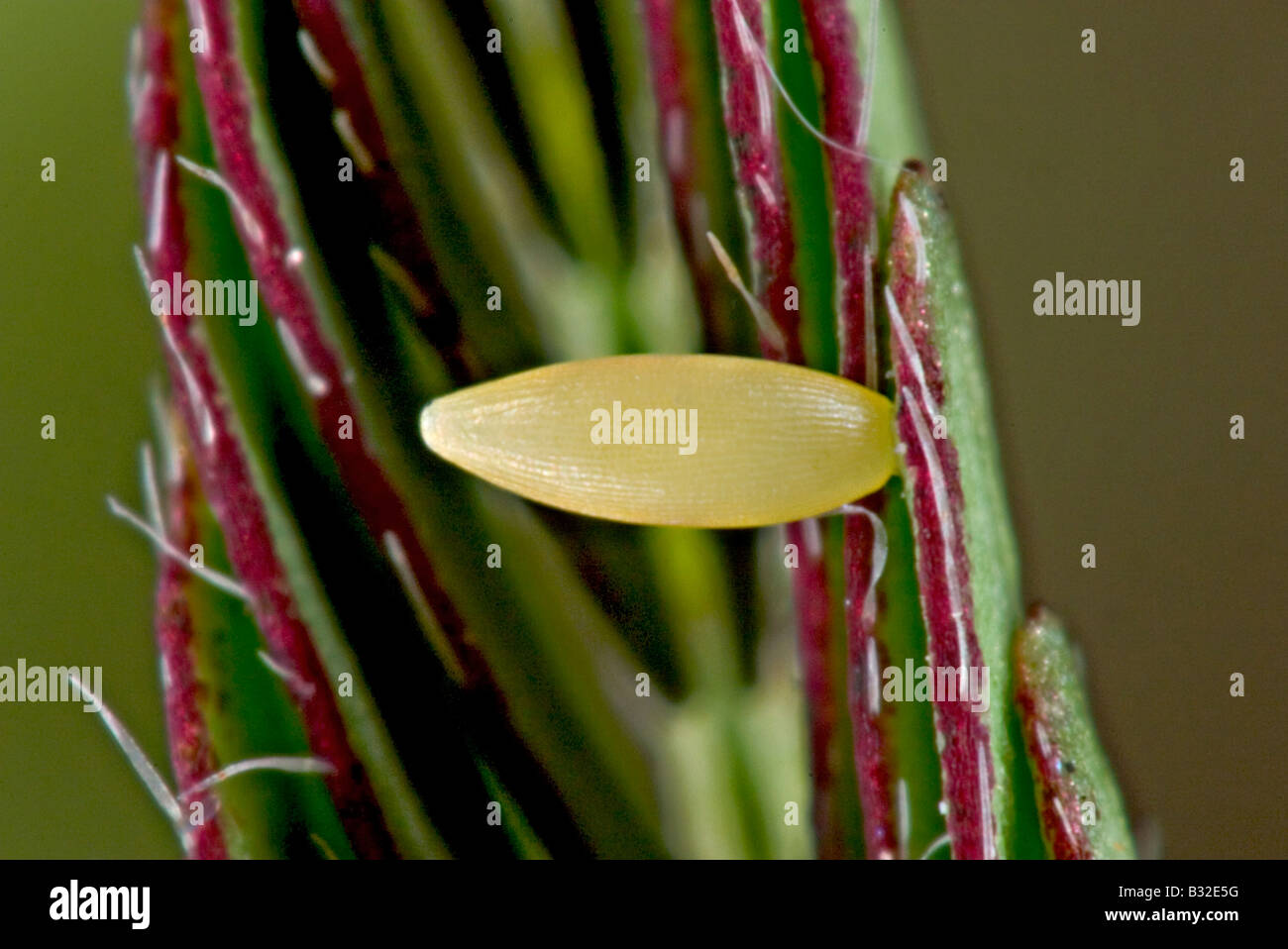 Mexican Yellow egg Eurema mexicana Foto Stock