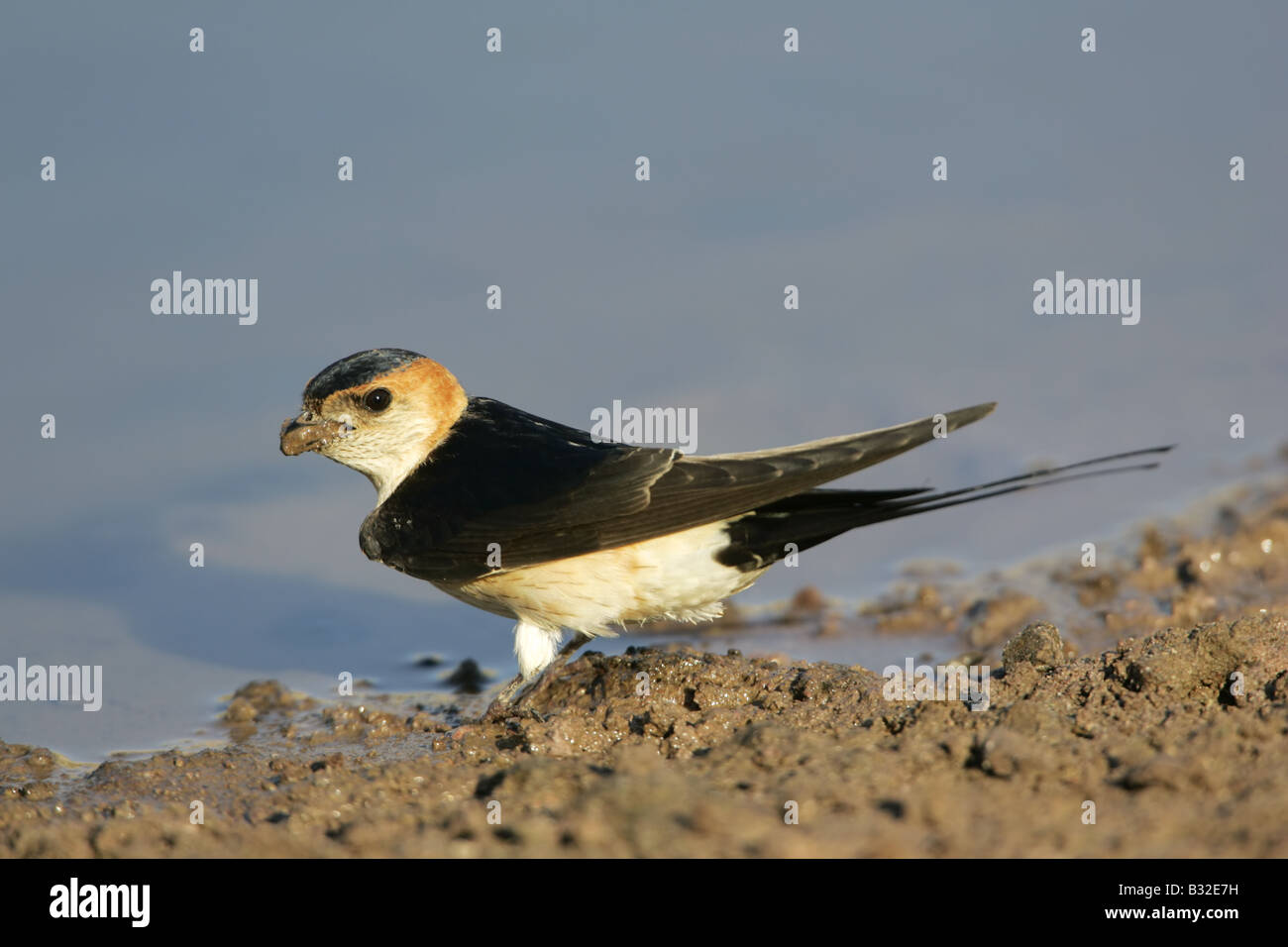 Rosso-rumped Swallow raccolta fango per costruire il nido sull' isola Greca di Lesbo Foto Stock