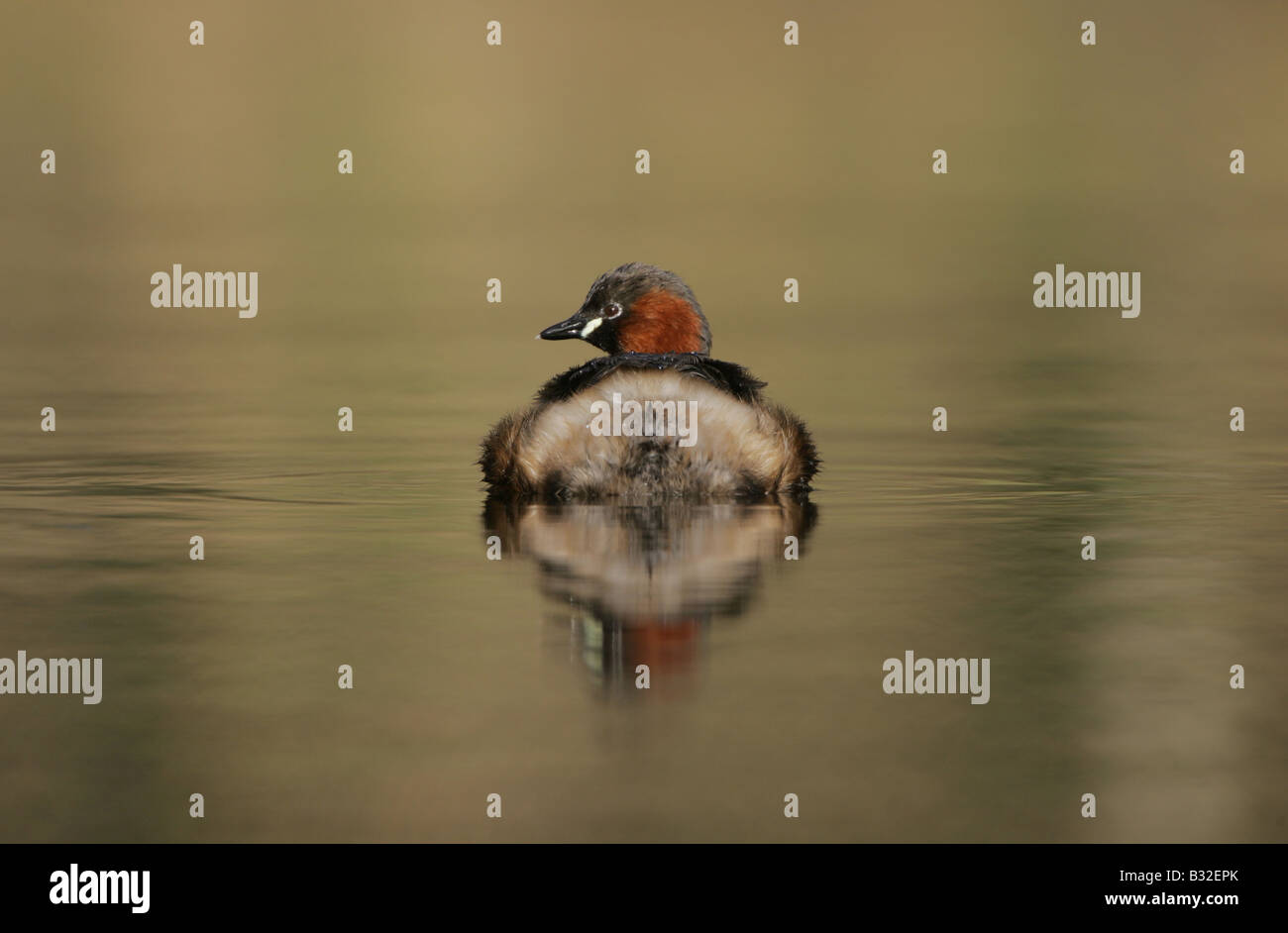 Tuffetto Dabchick Foto Stock