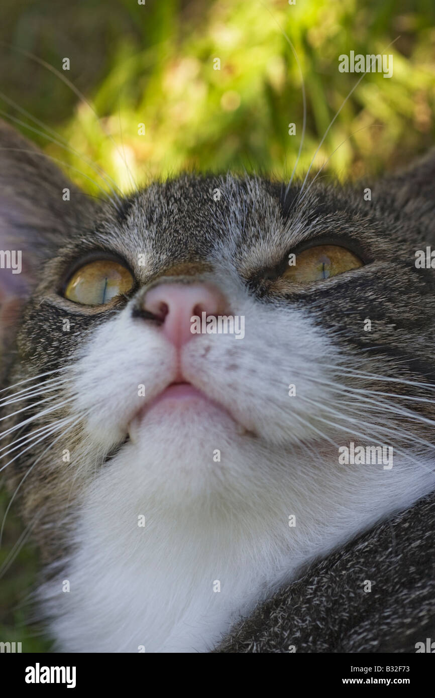 Ritratto di gatto che mostra i suoi denti canini Foto Stock