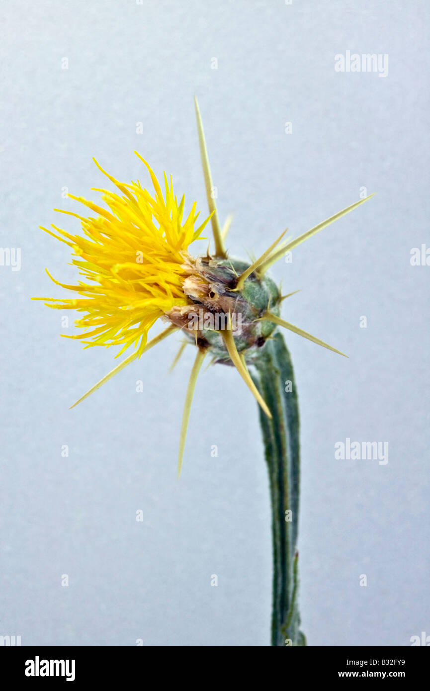 Stella gialla thistle Foto Stock