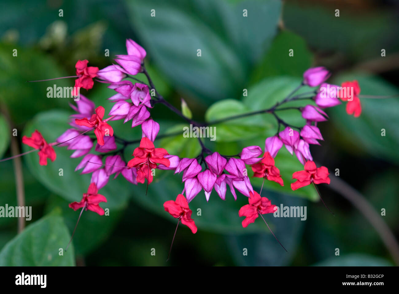 Cuore di spurgo fiori Ville Atiu Atiu Isole Cook Foto Stock