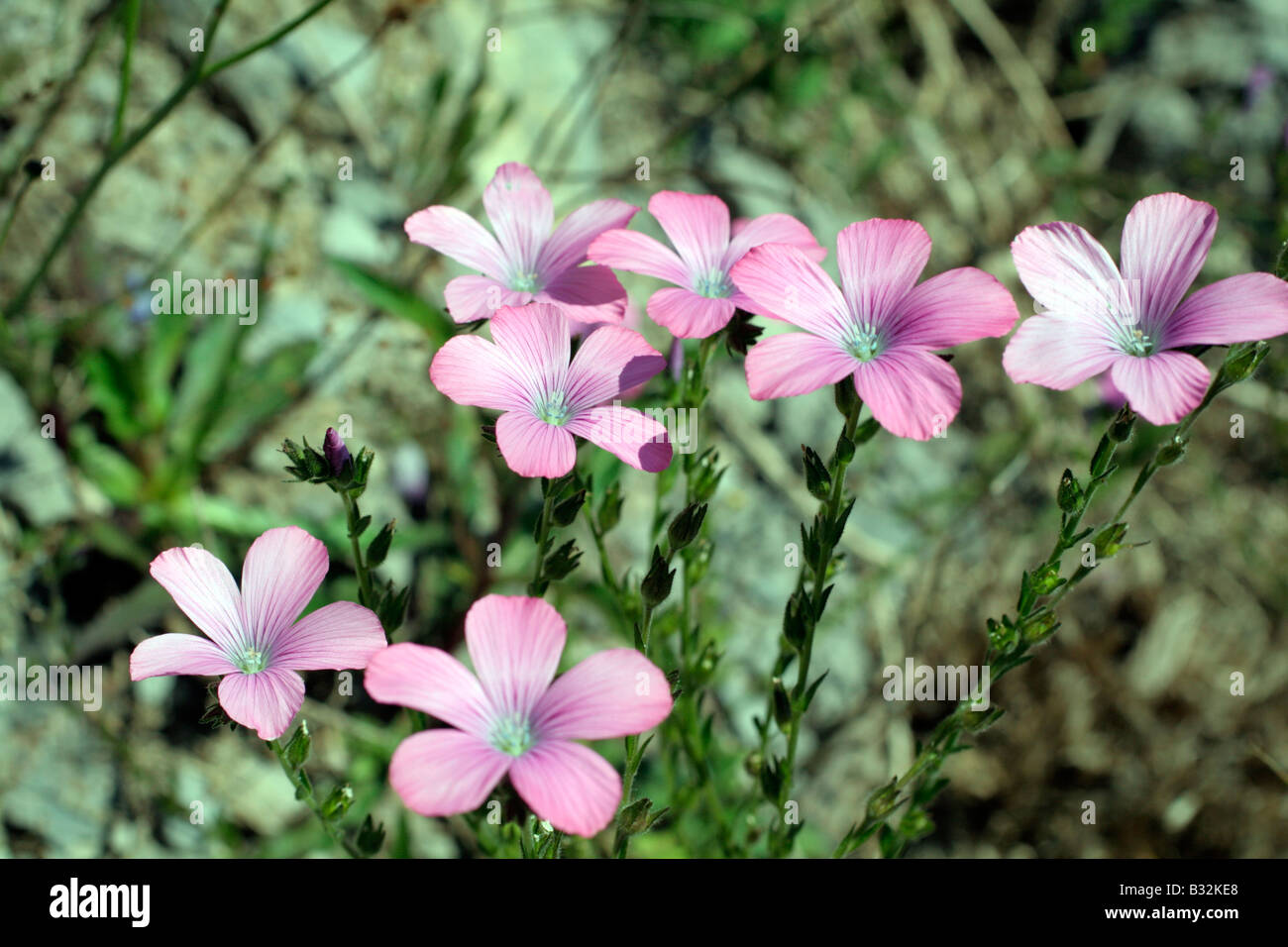 LINUM VISCOSUM STICKY la coltivazione del lino VICINO A SAN VICENTE Cantabria Spagna Foto Stock