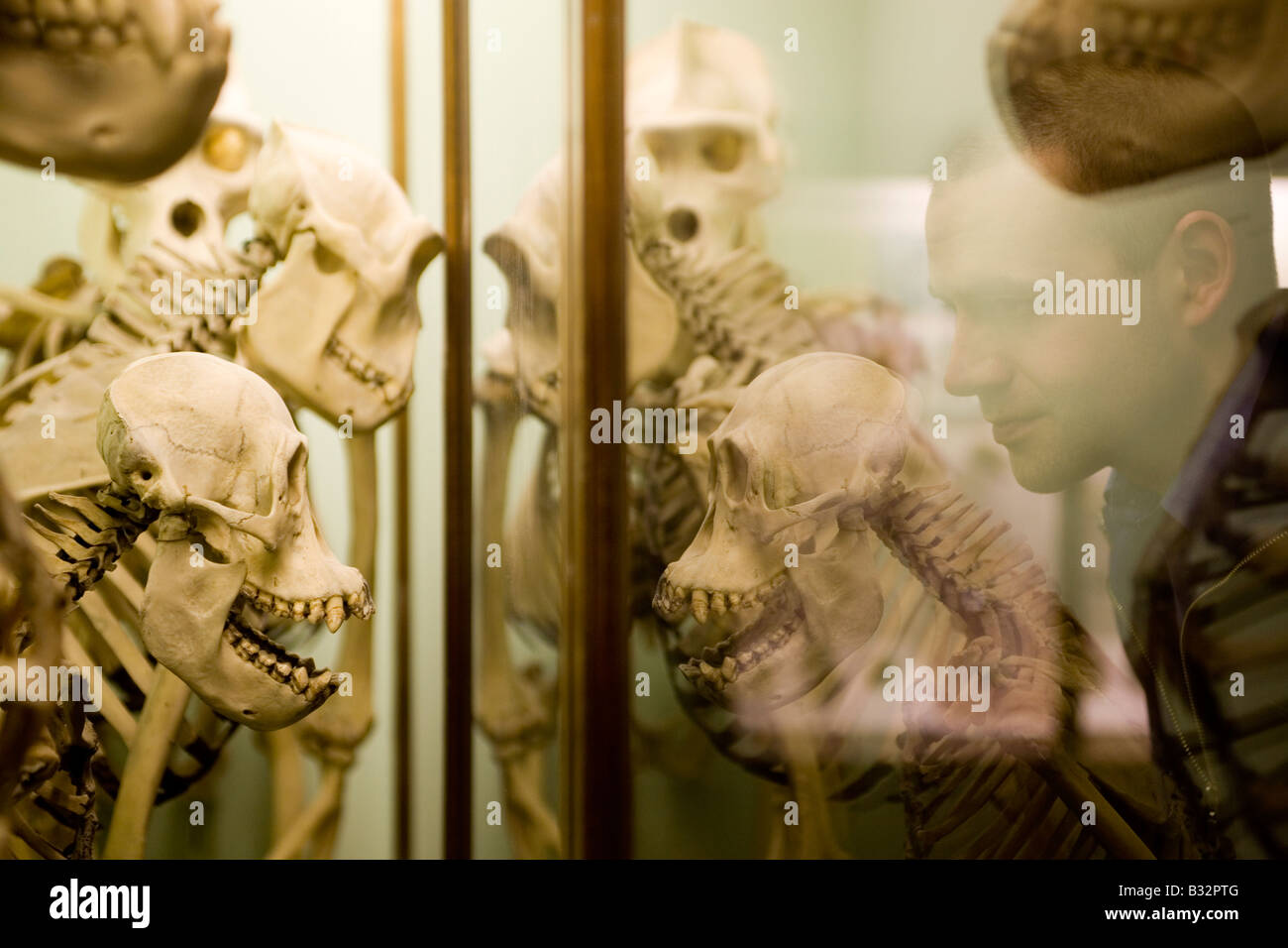 Uomo che guarda in un salone del vetro caso di scheletri di primate in un museo. Foto Stock
