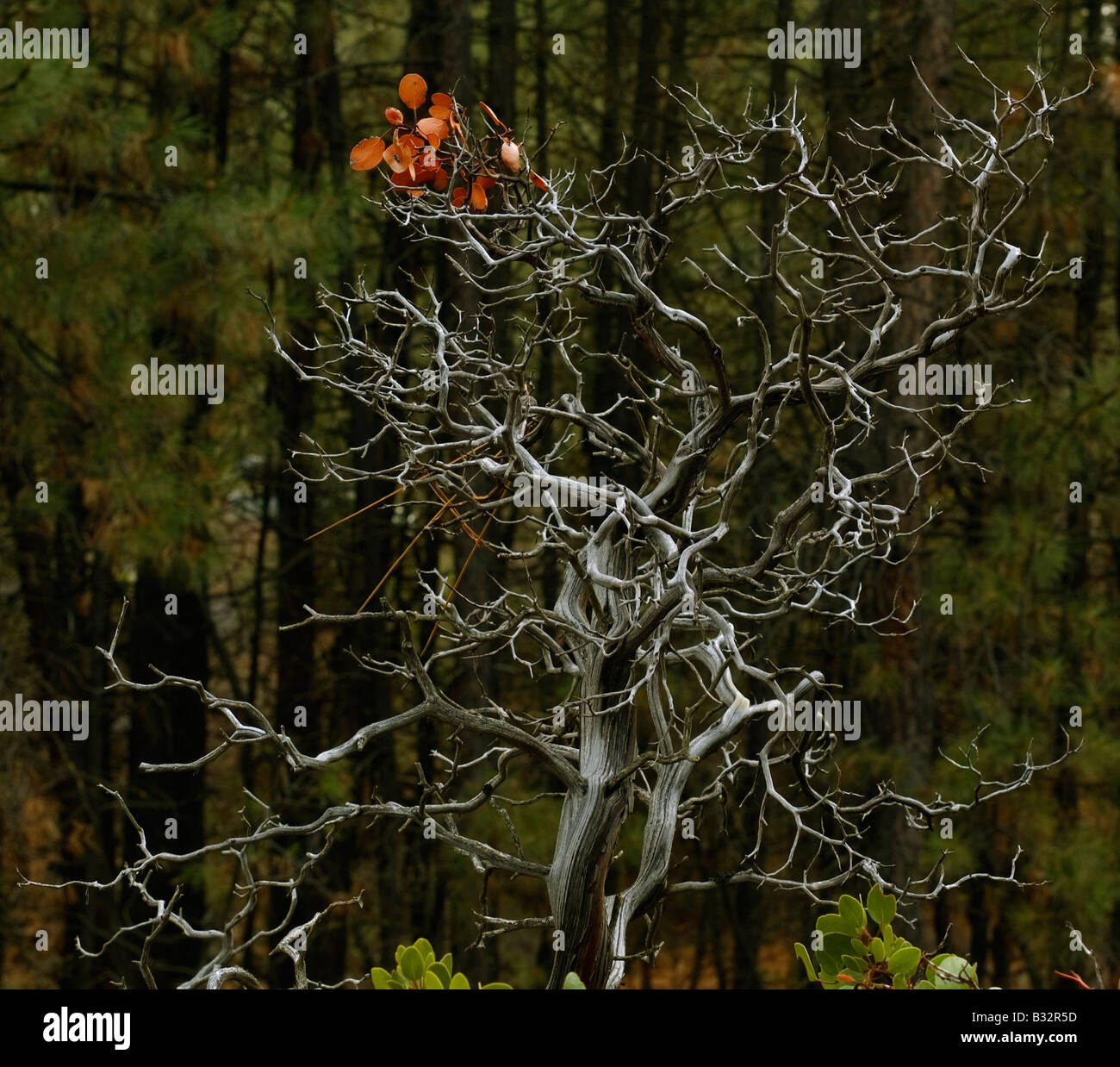 Uno scheletro di Manzanita bush si diffonde è rami elegantemente in tutte le direzioni di fronte a uno sfondo di alberi di pino. Foto Stock