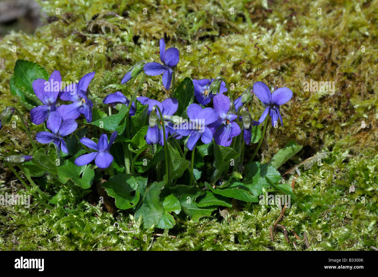 Cane comune viola (Viola riviniana), fioritura Foto Stock