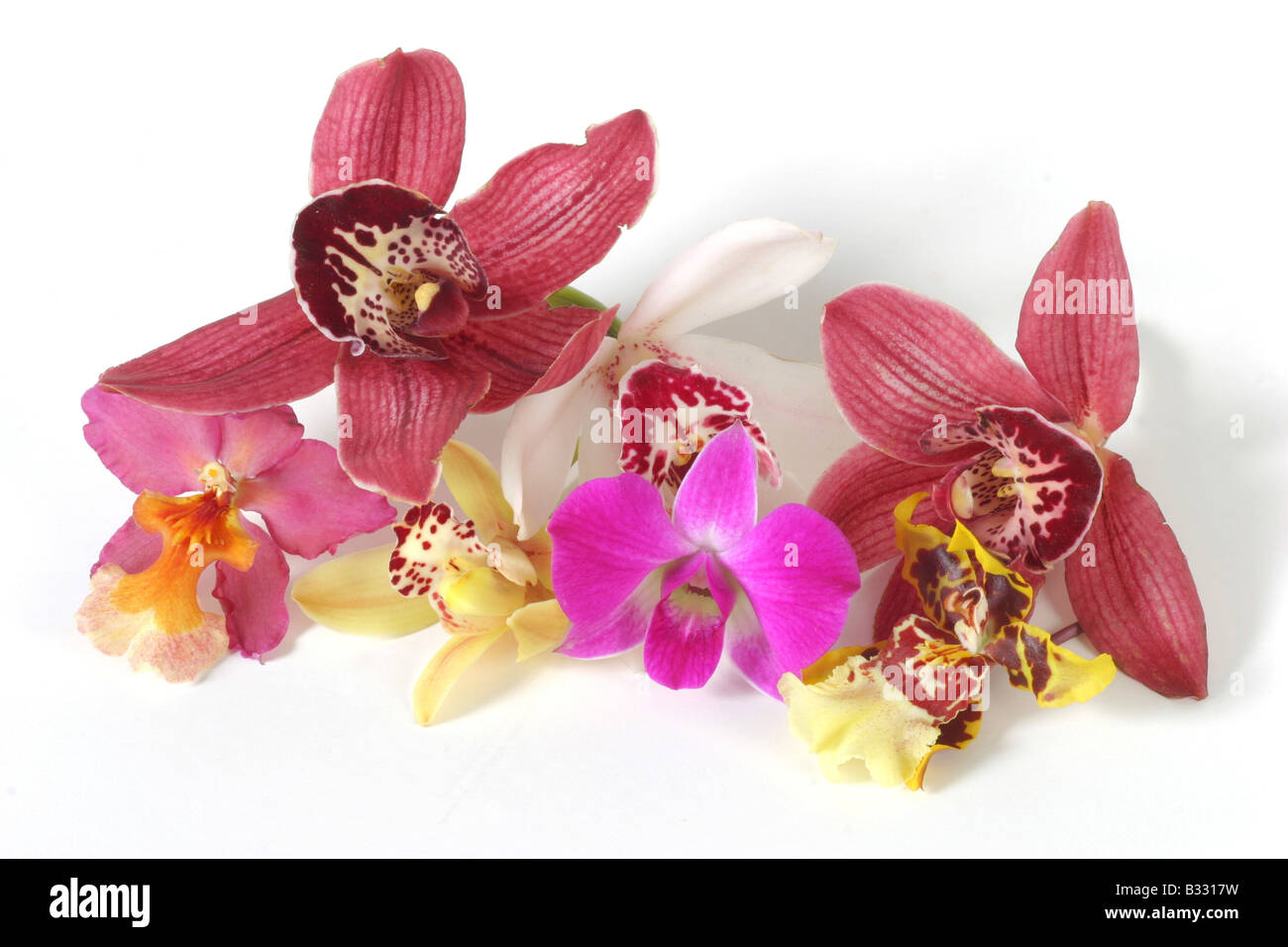 Fiori di diverse orchidee ornamentali (Phalaenopsis Foto Stock