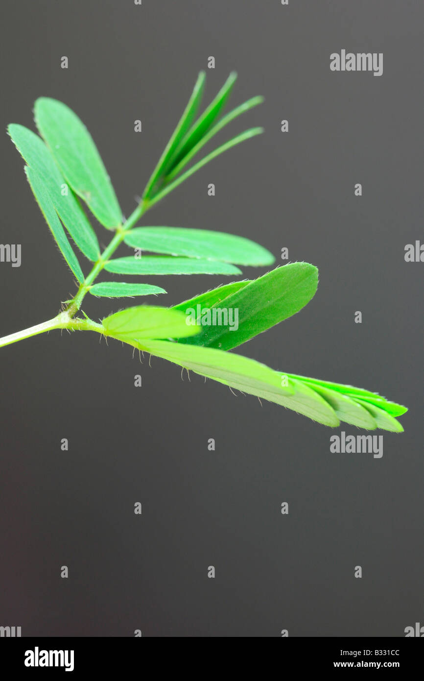 La Mimosa pudica, impianto sensibili, touch-me-non Foto Stock