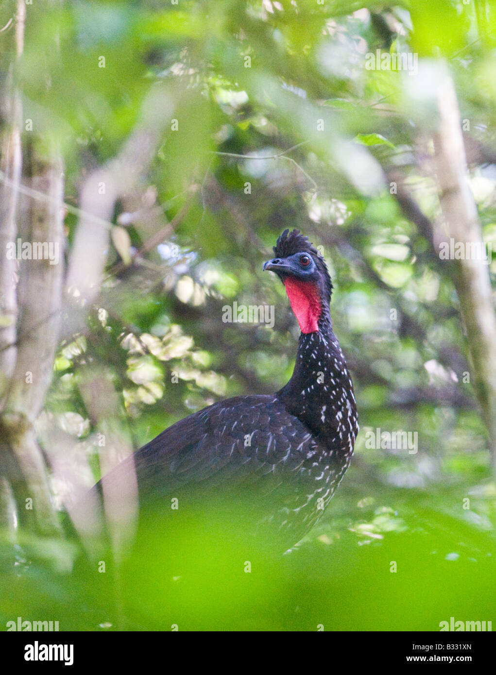 Crested Guan Penelope purprascens aequatoralis Tikal Guatemala Foto Stock