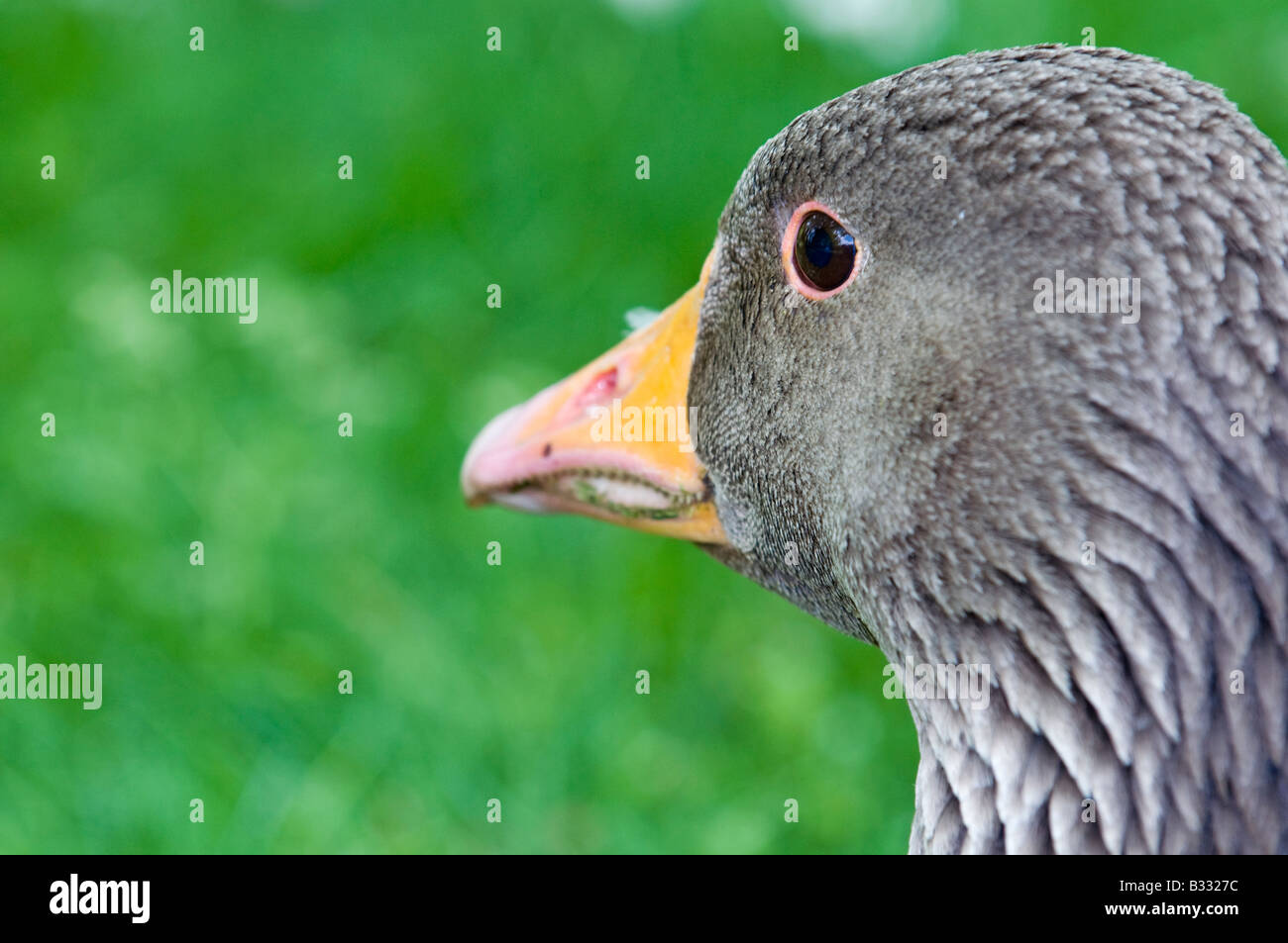 Graylag Goose Anser anser Cley Norfolk Aprile Foto Stock