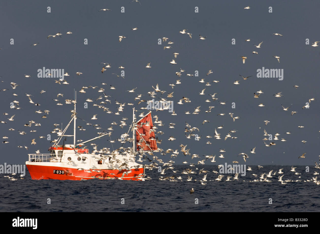 I gabbiani principalmente gabbiani reali seguito peschereccio alla bocca del Fiordo di Varanger Arctic Norvegia Marzo Foto Stock