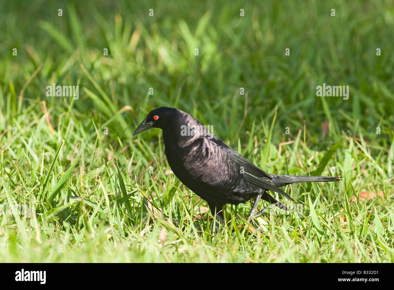 Cowbird gigante Scaphidura oryzivora Tikal Guatemala Foto Stock