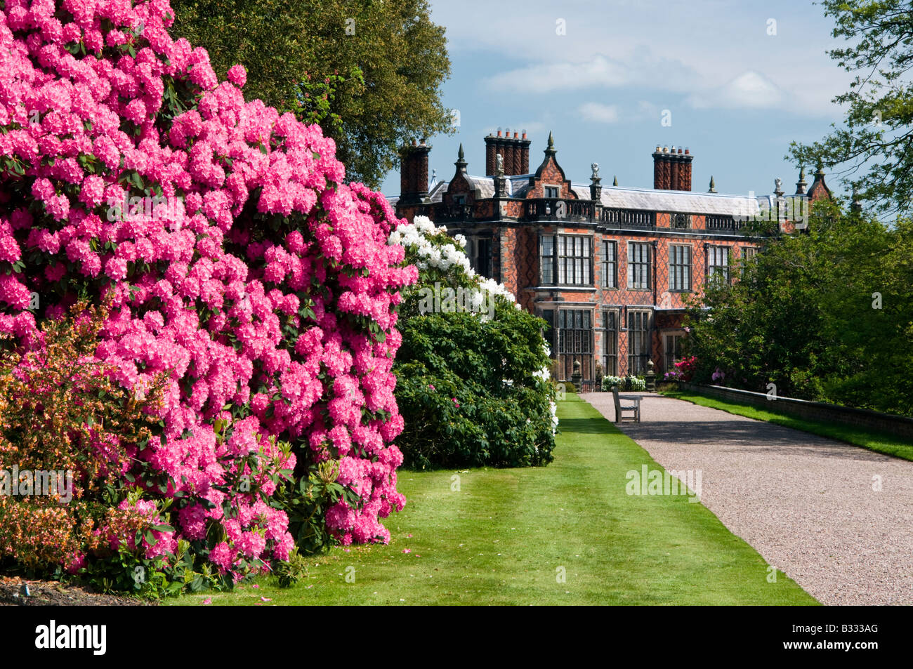 Rhododendrans lungo il Furlong a piedi, Arley Hall & Gardens, Cheshire, Inghilterra, Regno Unito Foto Stock